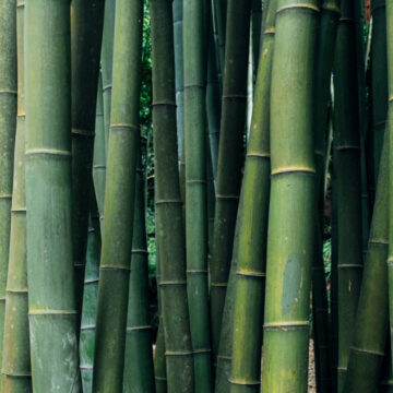 Ist Bambus umweltfreundlich?
